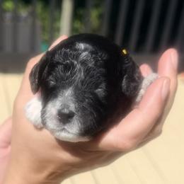 Brie - Black and white female Cavapoo puppy in Avon, Indiana from Puppylove for Doodles