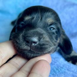 Girl 3 - Black and cream female Dachshund puppy in Allenhurst, Georgia from B’s Dapper Dachshunds