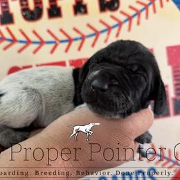 Sandy beige collar - Black roan female German Shorthaired Pointer puppy in Six Mile, South Carolina from The Proper Pointer Co.