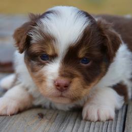 RMF-1 - Red merle female Miniature American Shepherd puppy in Baker City, Oregon from Back Country Aussies