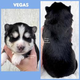 Vegas - Black and white male Pomsky puppy in Sheffield, Iowa from Clover Ridge Pomskies