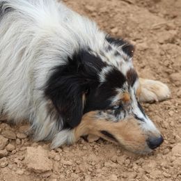 Australian Shepherds and Dachshunds from Grit N Grace Pups