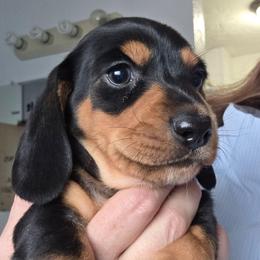 Molly's black and tan smooth boy - Black and tan male Dachshund puppy in Declo, Idaho from Dozendachs