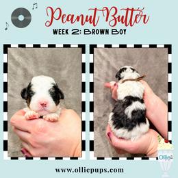 Peanut Butter - Black and white male Bernedoodle puppy in Boiling Springs, South Carolina from OlliePups, LLC