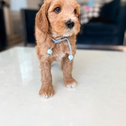 Bernedoodle, Goldendoodle, and Poodle Puppies from Teddy Doodles & Standard Poodles