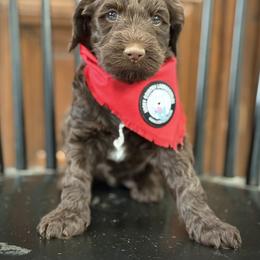 Miss Red - Chocolate female Australian Labradoodle puppy in Wake Forest, North Carolina from Lucky Country Labradoodles