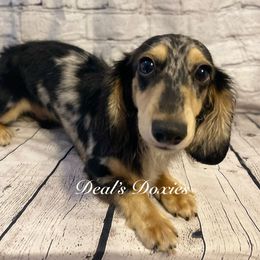Dachshund puppies from Deal’s Doxies