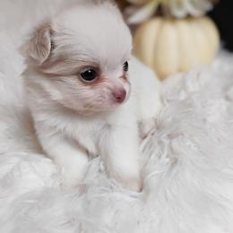 Blaze - White male Chihuahua puppy in Wayland, Michigan from MI Chihuahua