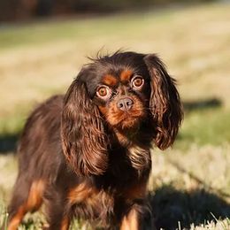 Mocha - Cavalier King Charles Spaniel