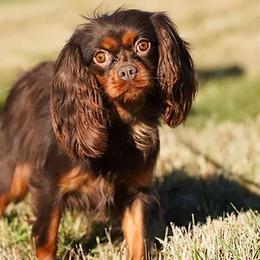 Mocha - Cavalier King Charles Spaniel
