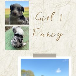 Fancy - Blue merle female Miniature Australian Shepherd puppy in Tipton, Indiana from Big Maple Farm