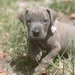Caratappi - Blue brindle female Great Dane puppy in Lehigh Acres, Florida from Florida Wrinkles