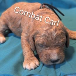 Combat Carl - Black - Apricot male Goldendoodle puppy in Citrus Heights, California from Grandpaw's Golden Doodles