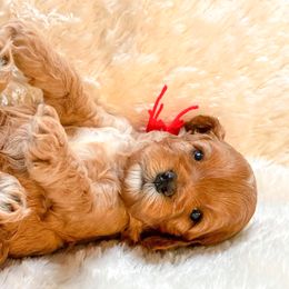 Cavapoos from Sleeping Bear Kennels