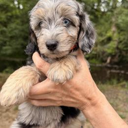 Aussiedoodle, Bordoodle, Goldendoodle, and Poodle Puppies from Korbella Farm