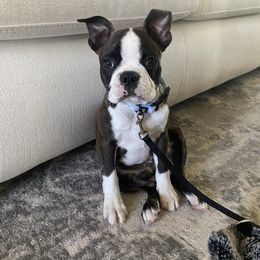 Boston Terrier Puppies from I Love Pups