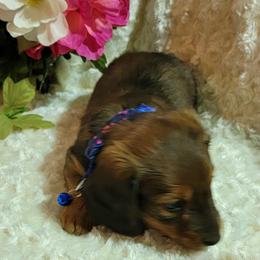 Dachshund Puppies from CLARK'S BREEDING PROGRAM
