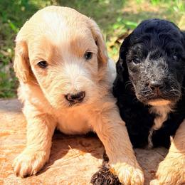 Gengar - Parti male Goldendoodle puppy in Captain Cook, Hawaii from Big Island Goldendoodles