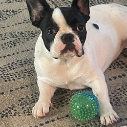 Polly - French Bulldog
