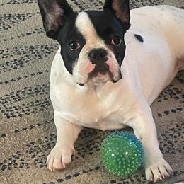 Polly - French Bulldog