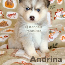 Andrina - Silver and white female Pomsky puppy in Centerville, Iowa from LJ Kennels Pomskies, LLC