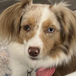 Miniature Australian Shepherds and Toy Australian Shepherds from Stone & Sage ATX Toy & Mini Aussies