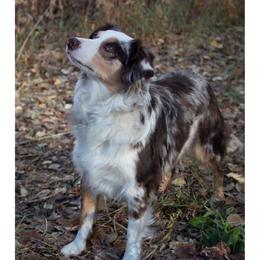 Penny - Red merle female Miniature American Shepherd puppy in Riverton, Utah from Iron Spirit Homestead & Aussies