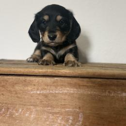 Hermes - Black and cream male Dachshund puppy in Squires, Missouri from Hudson’s Hounds