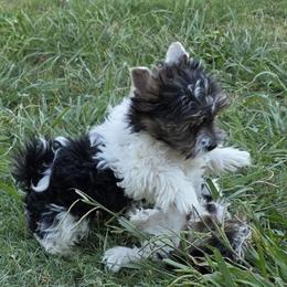 Eddie - Black tan and white male Biewer Terrier puppy in Leander, Texas from Central Texas Biewer Terriers