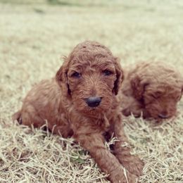 Goldendoodle Puppies from Janna Butler's Goldendoodles