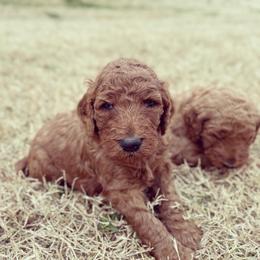 Goldendoodle Puppies from Janna Butler's Goldendoodles