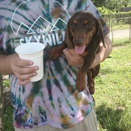 Little Richard - Chocolate and tan male Dachshund puppy in Michigan from Amberly's Dachshunds