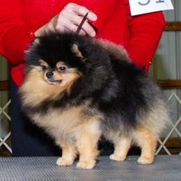 Eclipse - Pomeranian