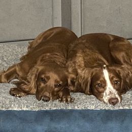 English Cocker Spaniel Puppies from RedRover Spaniels (formerly McCoy’s English Spaniels)