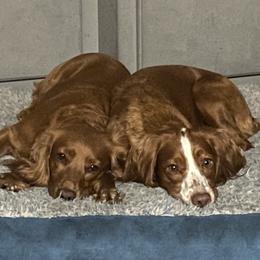 English Cocker Spaniel Puppies from RedRover Spaniels (formerly McCoy’s English Spaniels)
