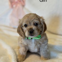 Green - Girl - Buff and white Cocker Spaniel puppy in Ardmore, Oklahoma from Grace Cocker Spaniels