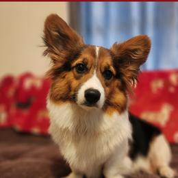 Isla - Pembroke Welsh Corgi