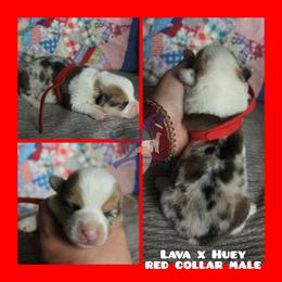 Red Male - White and red male Pembroke Welsh Corgi puppy in Wayne City, Illinois from Lash Livestock & Corgis