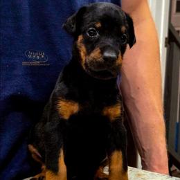 Kenzi - Black and rust female Doberman Pinscher puppy in China Township, Michigan from Snell's Superior Kennel Dobermann & GSP