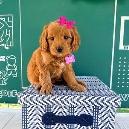 Pink lady - Red  female Goldendoodle puppy in West Haven, Utah from Split Mountain Doodles