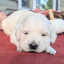 Girl 3 - Light golden female Golden Retriever puppy in Walnut Grove, Missouri from Forever Your Puppies