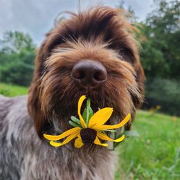 Wirehaired Pointing Griffons from Maine Backwoods Kennel