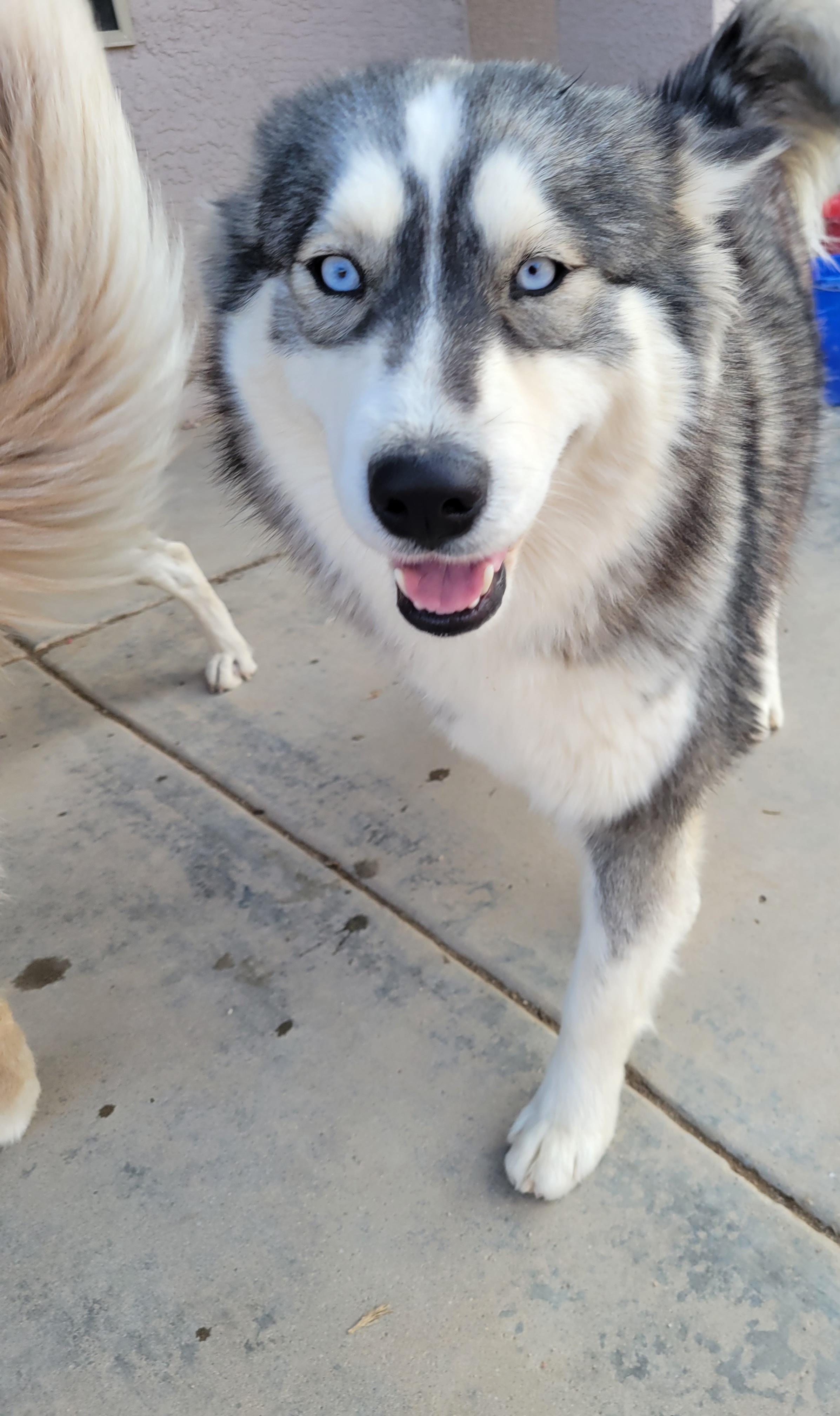Siberian Huskies from Anime Huskies