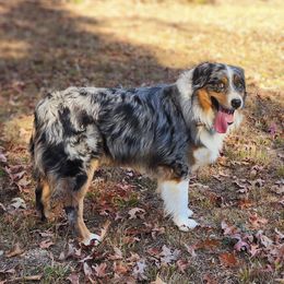 Rocky - Australian Shepherd