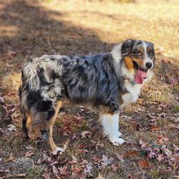 Rocky - Australian Shepherd