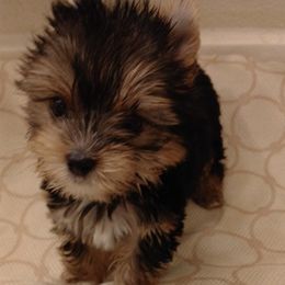 Queen Bathsheba - Black and gold Yorkshire Terrier puppy in Humble, Texas from Marnax Yorkshire Babies