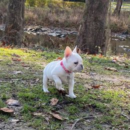 French Bulldog Puppies from Creekside