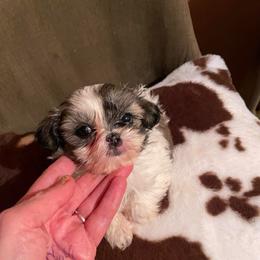 Chloe - Brindle female Shih Tzu puppy in Lebanon, Tennessee from Jan’s Shihtzus
