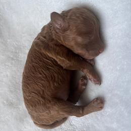 Squirt - Red  male Poodle puppy in Saint Cloud, Florida from Doodle & Poodle Valley