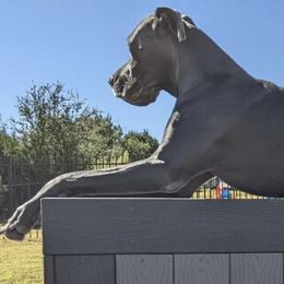 Great Danes and Great Pyrenees from Flyin' T Ranch